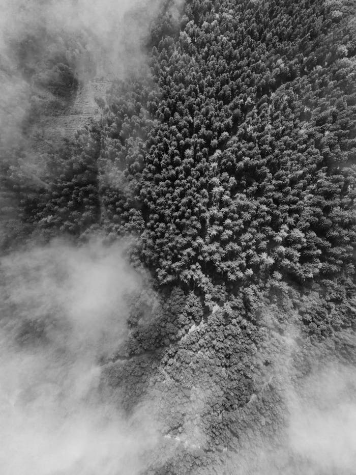 Grayscale aerial shot of dense forest with fog in Ilmenau, Germany.
